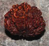 8 mukhi 204- 24mm